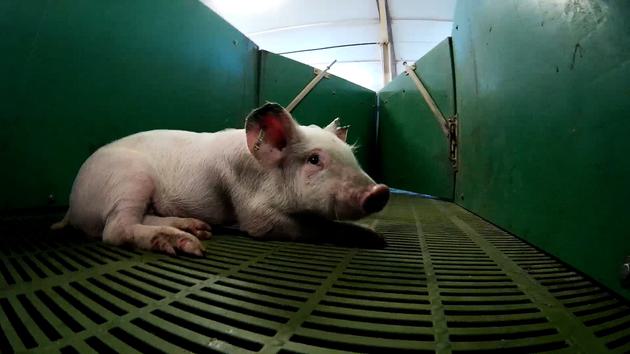 A piglet is unable to stand in a sick pen