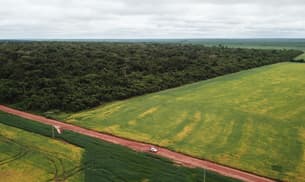 A soya field in Mato Grosso next to forest