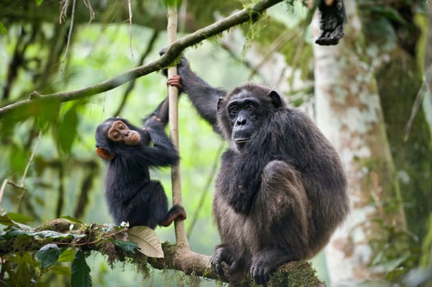 Ugandan chimpanzees climb trees