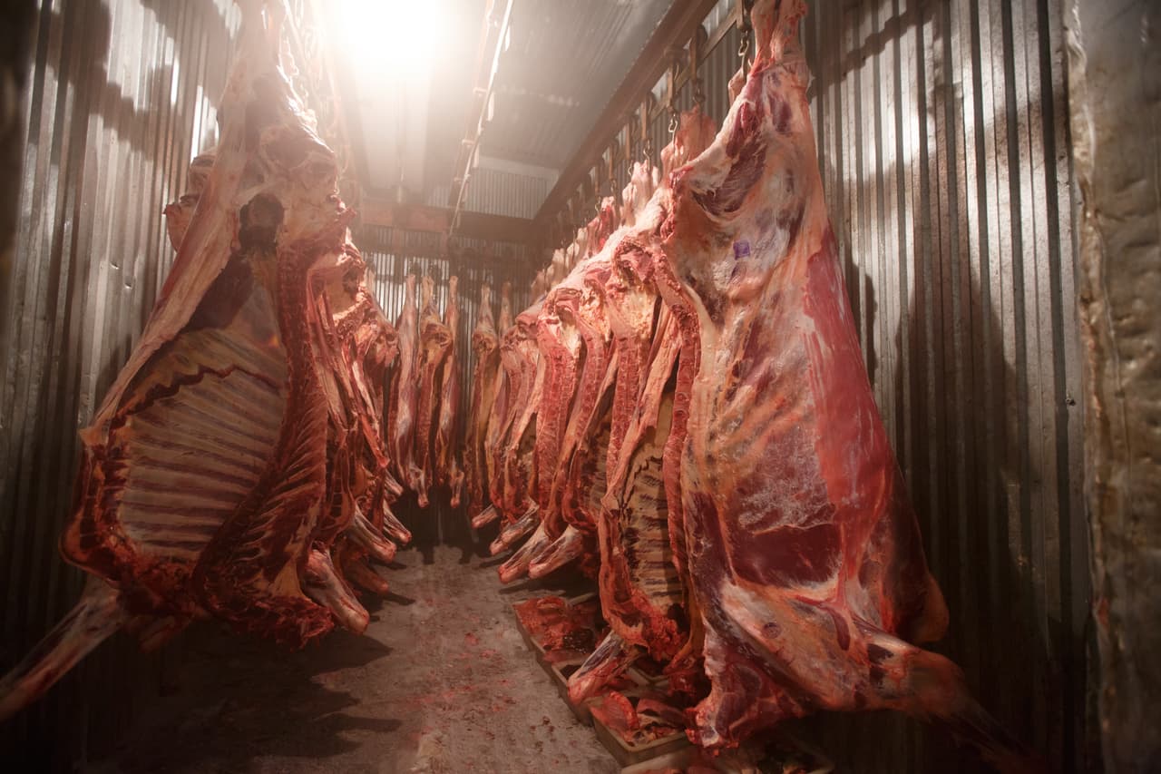 An image of beef carcasses at an abattoir