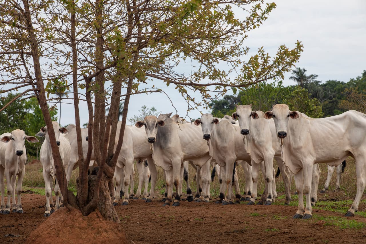 Brazilian white cattle stand in a pasture near a small tree, facing the photographer