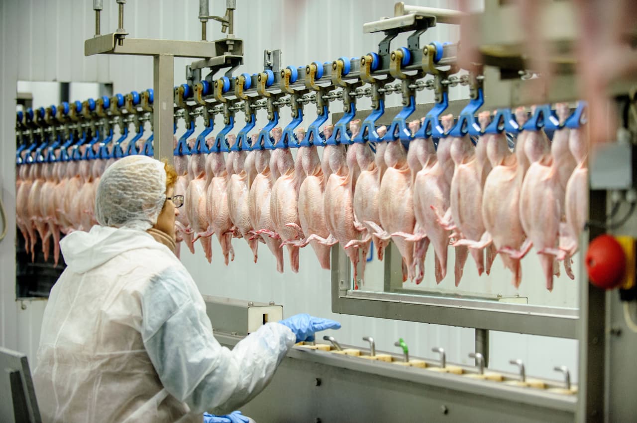 An image of a poultry production line in an abattoir