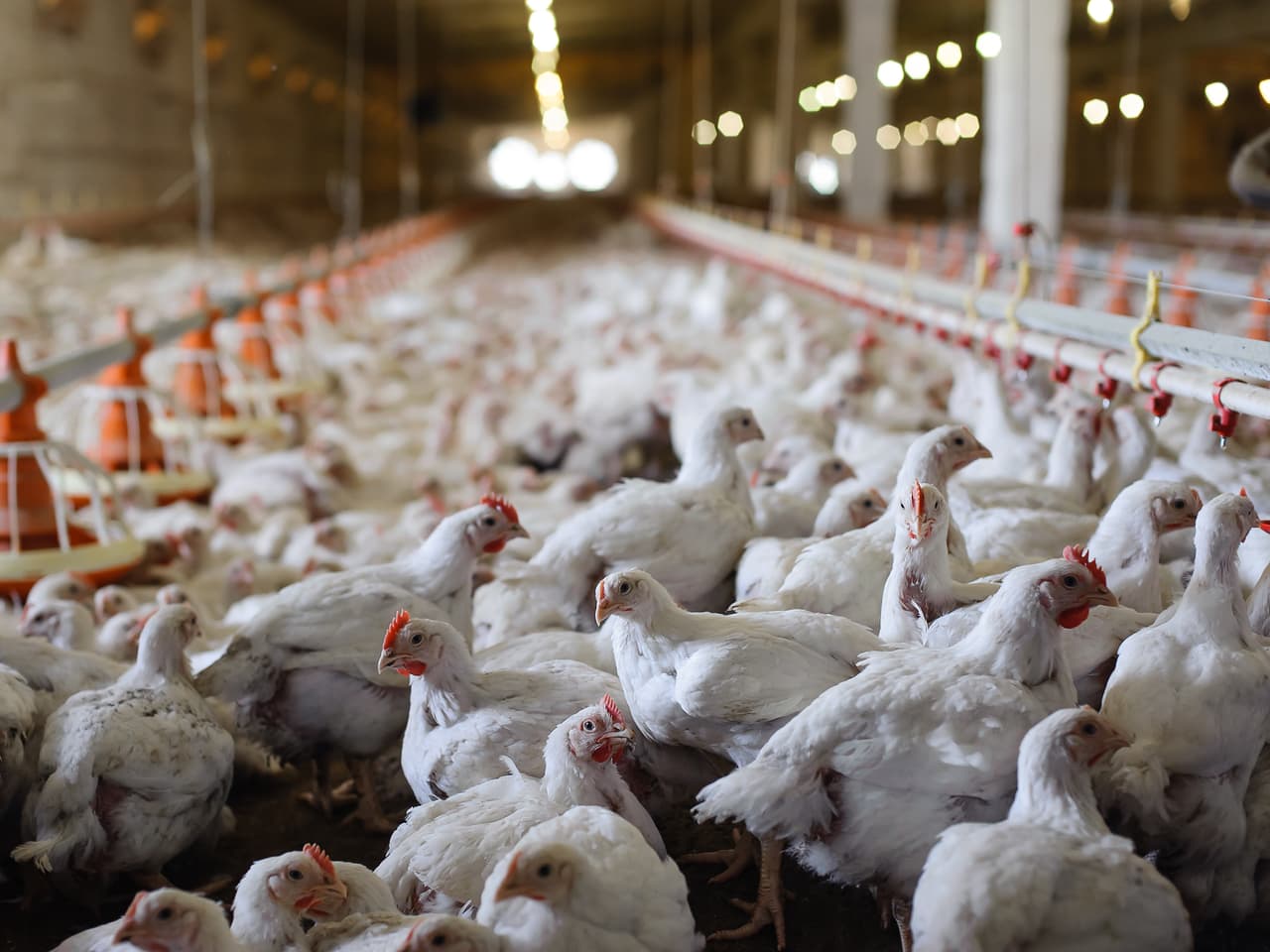 An image of factory farmed chickens