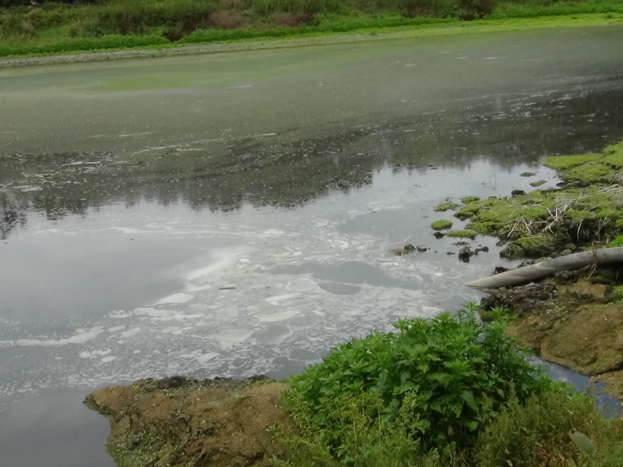 A picture of a pipe depositing waste into a lagoon on Crouchland Farm