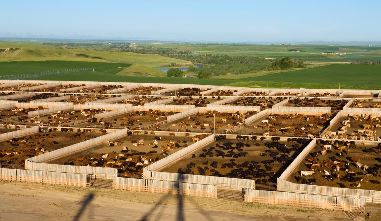 An aerial shot of an intensive beef lot filled with hundreds of cattle