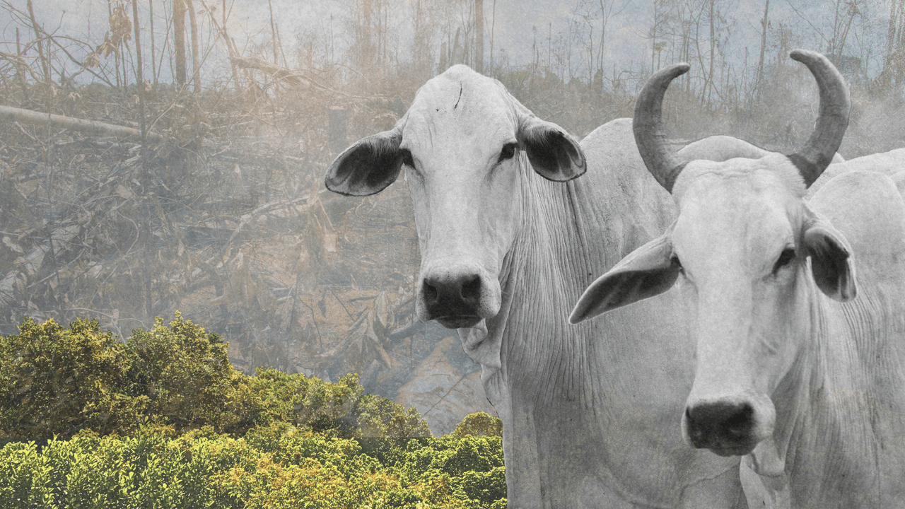 A composite of Brazilian cattle against a backdrop of deforestation