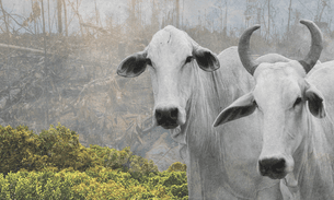 A composite of Brazilian cattle against a backdrop of deforestation
