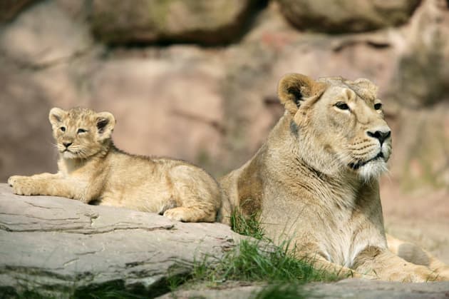 A photograph of Asiatic lions in north India