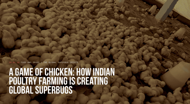 A game of chicken: how Indian poultry farming is creating global superbugs