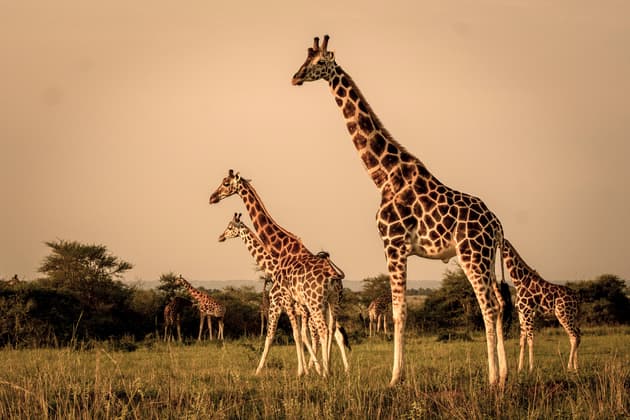 Giraffes at Murchison Falls national park