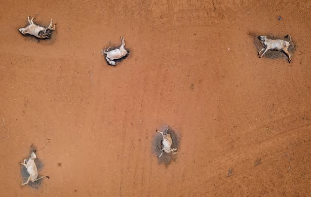 Livestock in Kenya lying dead after a drought
