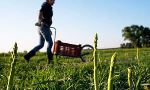 A worker on an asparagus farm pushes a barrow