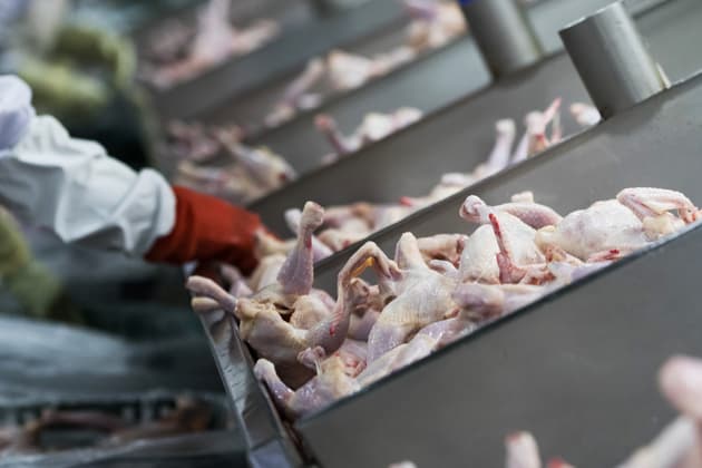 Chicken pieces are sorted in a processing plant