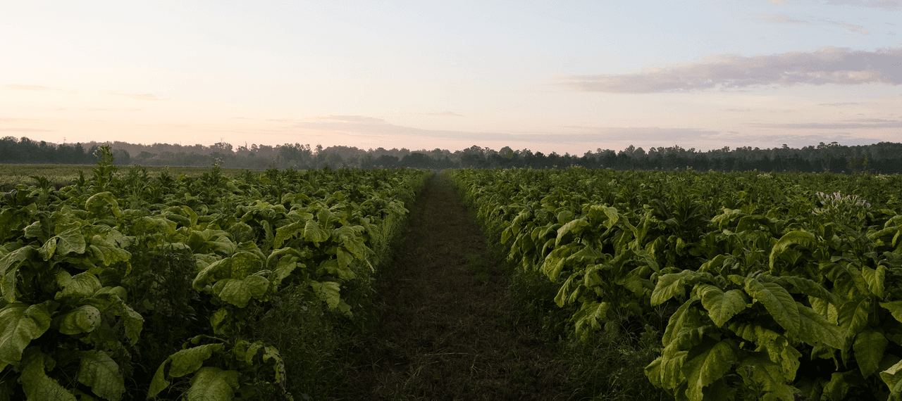 A field full of tobacco plants as dusk settles