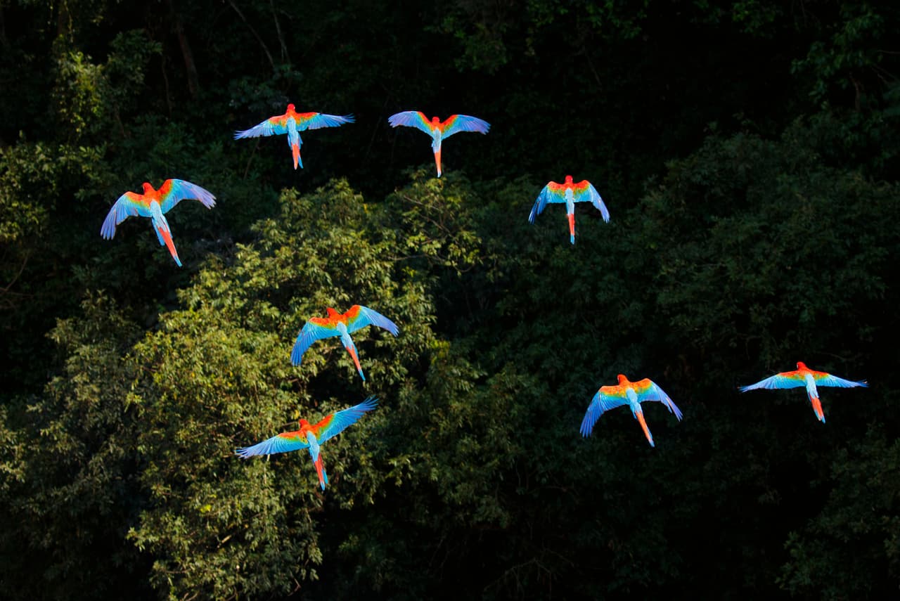 A flock of parrots in flight over the canopy of a rainforest