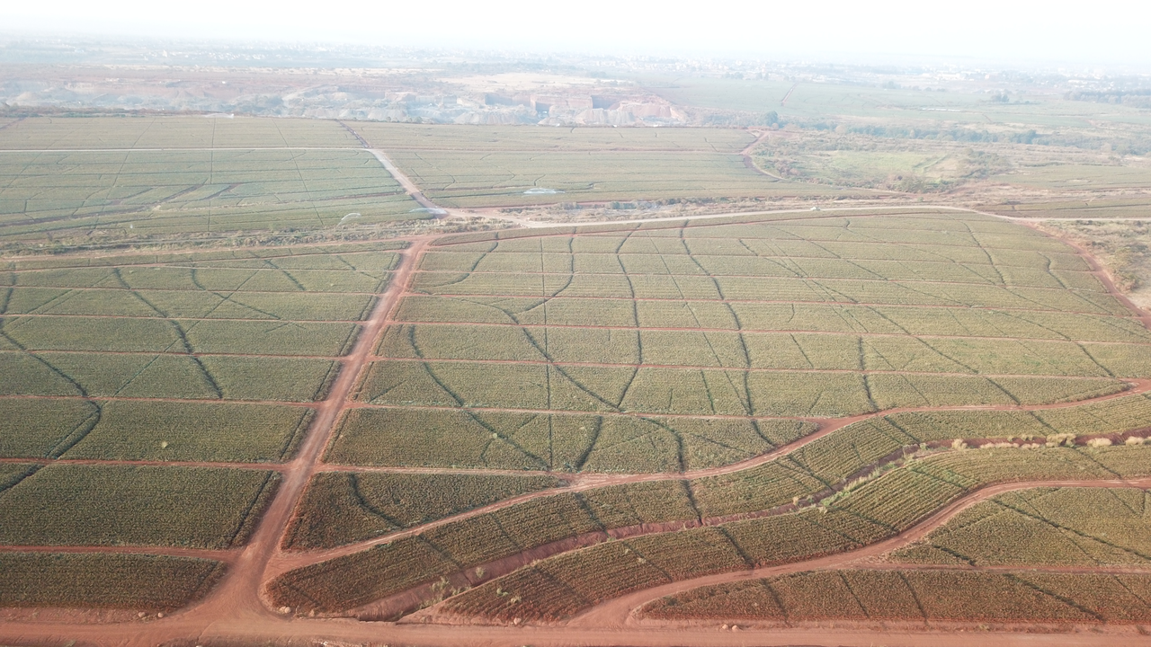 Del Monte's enormous pineapple farm covers 80 sq km of land in central Kenya
