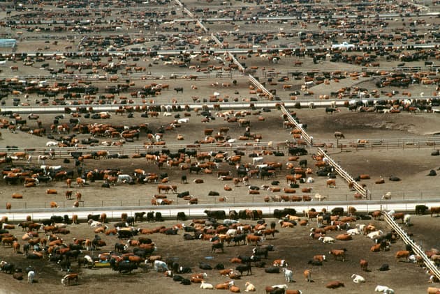 Aerial view of world's largest cattle feedlot (120,000 head). Monfort beef, CO