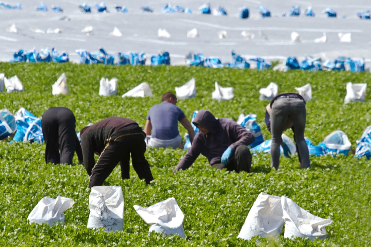 Migrant workers weeding a salad field on a farm in Tarleton, Lancashire