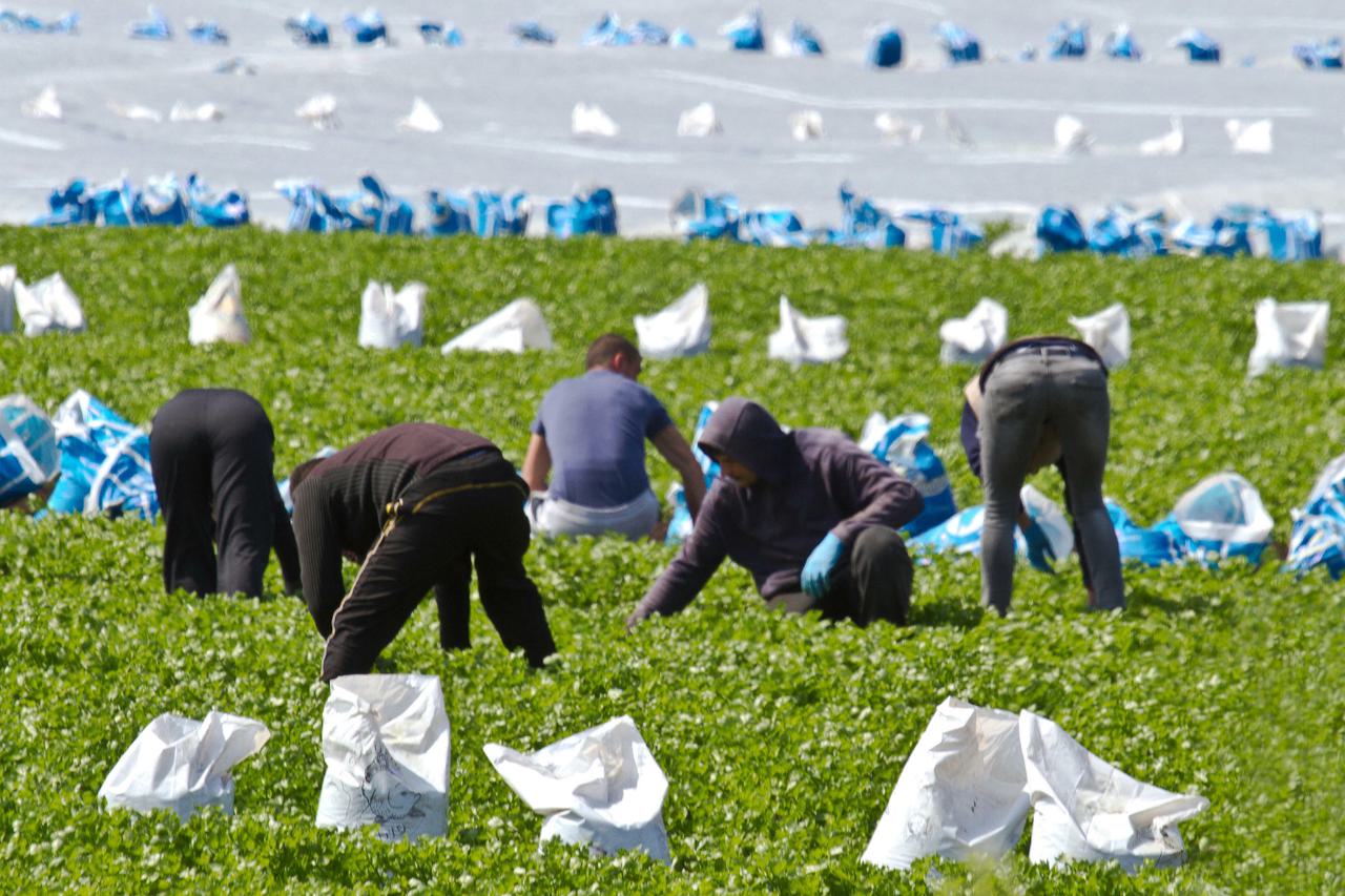 Migrant workers weeding a salad field on a farm in Tarleton, Lancashire