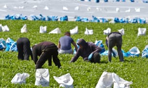 Migrant workers weeding a salad field on a farm in Tarleton, Lancashire