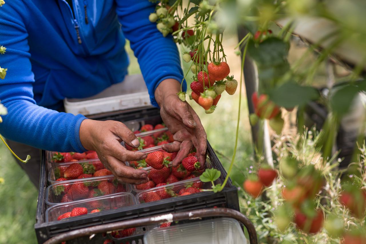 A farm worker picks strawberries in a poly tunnel at a UK farm