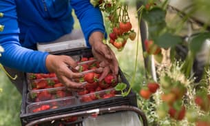 A farm worker picks strawberries in a poly tunnel at a UK farm