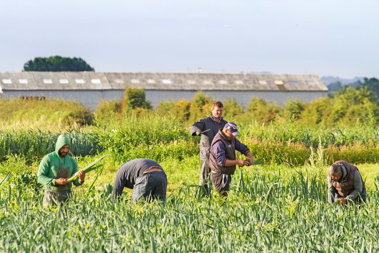 Seasonal workers harvest salad on a UK farm ready for delivery to supermarket chains