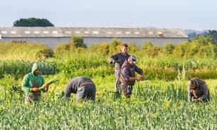 Seasonal workers harvest salad on a UK farm ready for delivery to supermarket chains