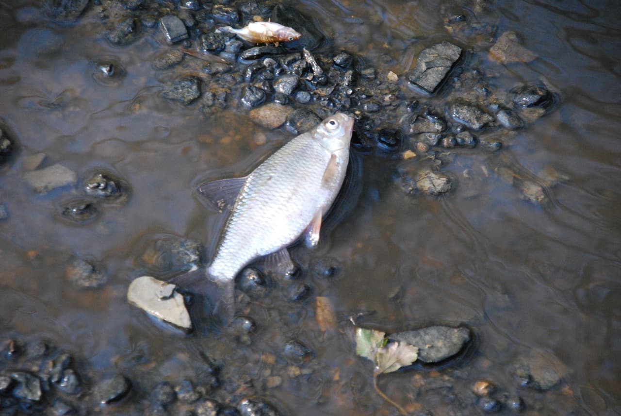 A picture of a dead fish in polluted water