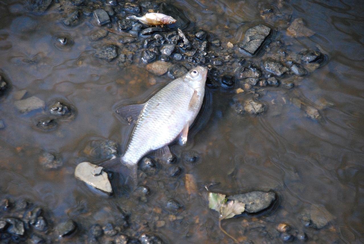 An image of a dead fish caught up in a farming pollution incident