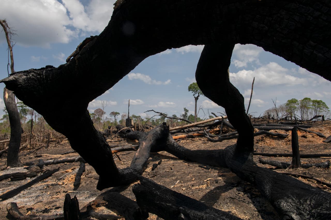 A photograph of recent deforestation on a cattle ranch, with a sparse landscape framed by the burnt limbs of a felled tree