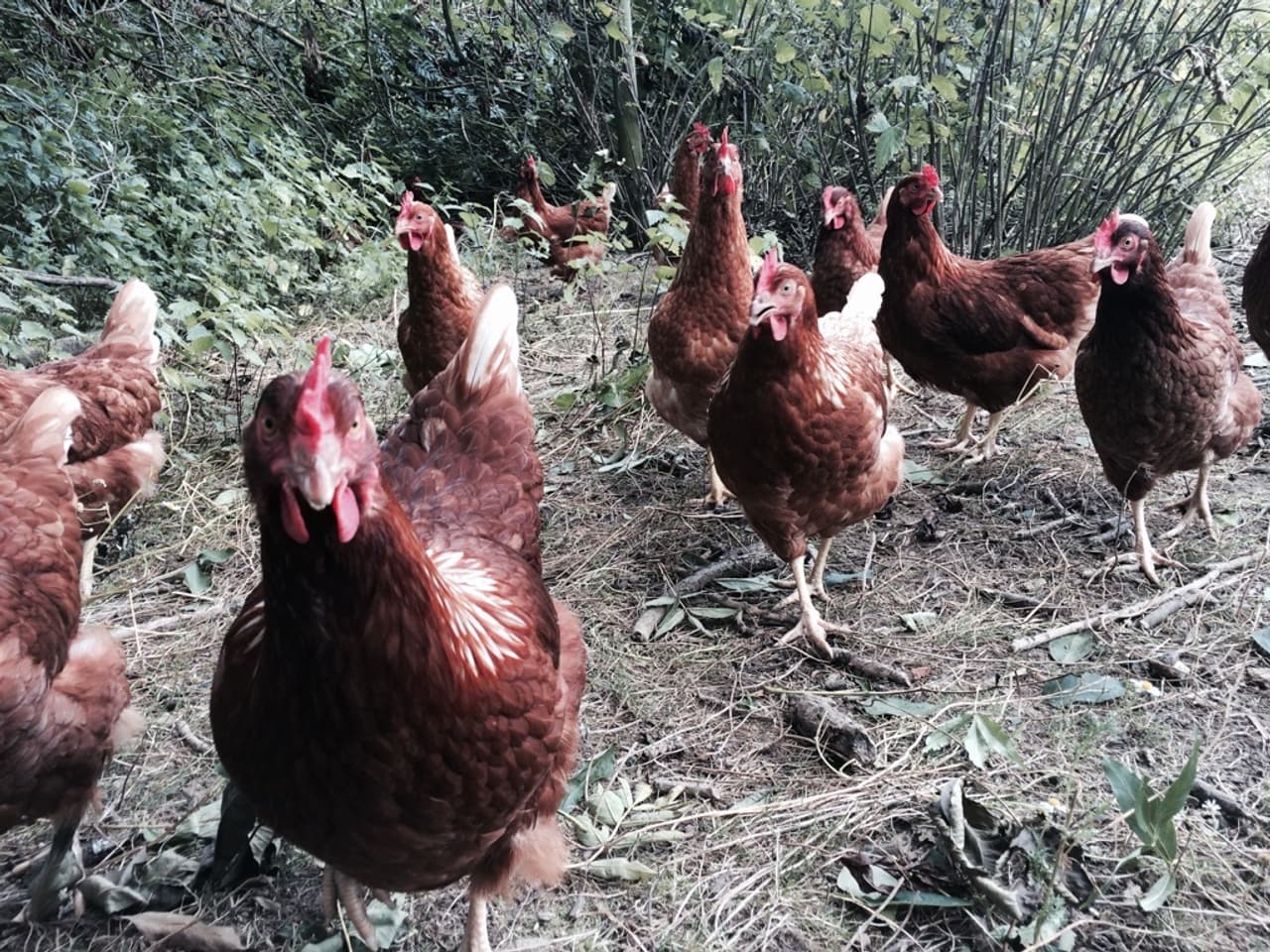 Free range chickens stand on a batch of ground next to bushes
