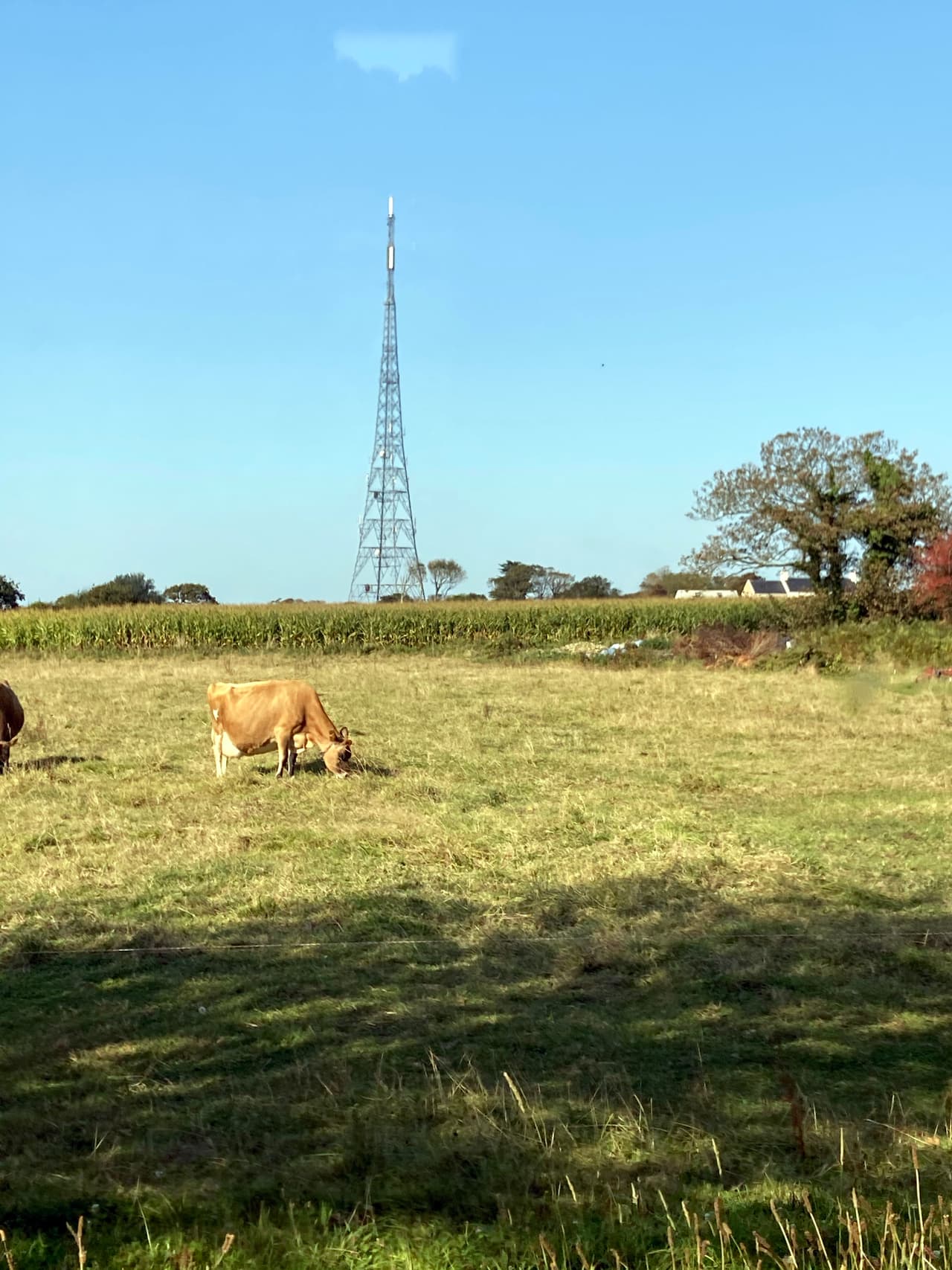 A jersey cow grazing in front of a telephone mast