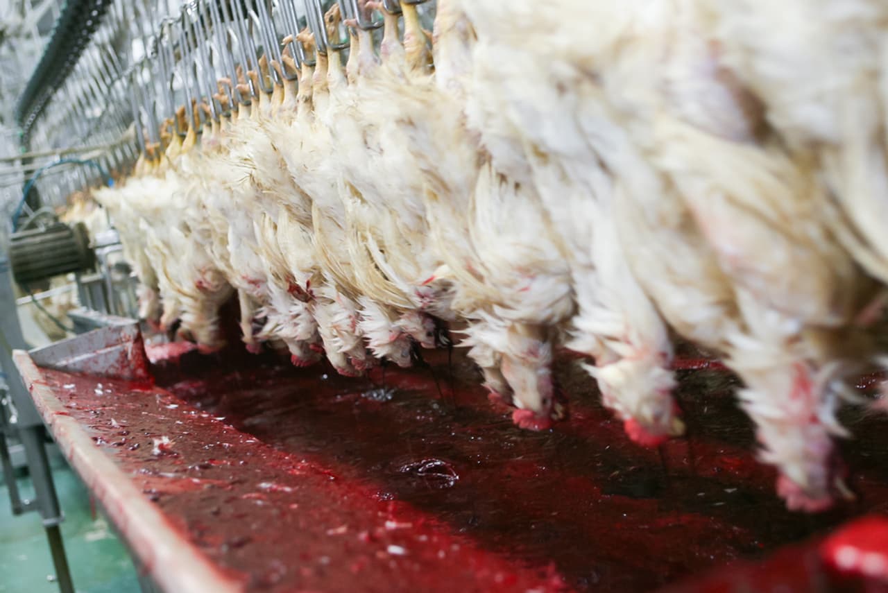 An image of slaughtered chickens on a production line